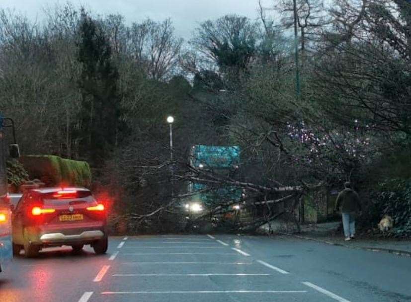 A tree has been blown into the road on the A229 Linton Road, Loose, Maidstone. Picture: Sasha Hall
