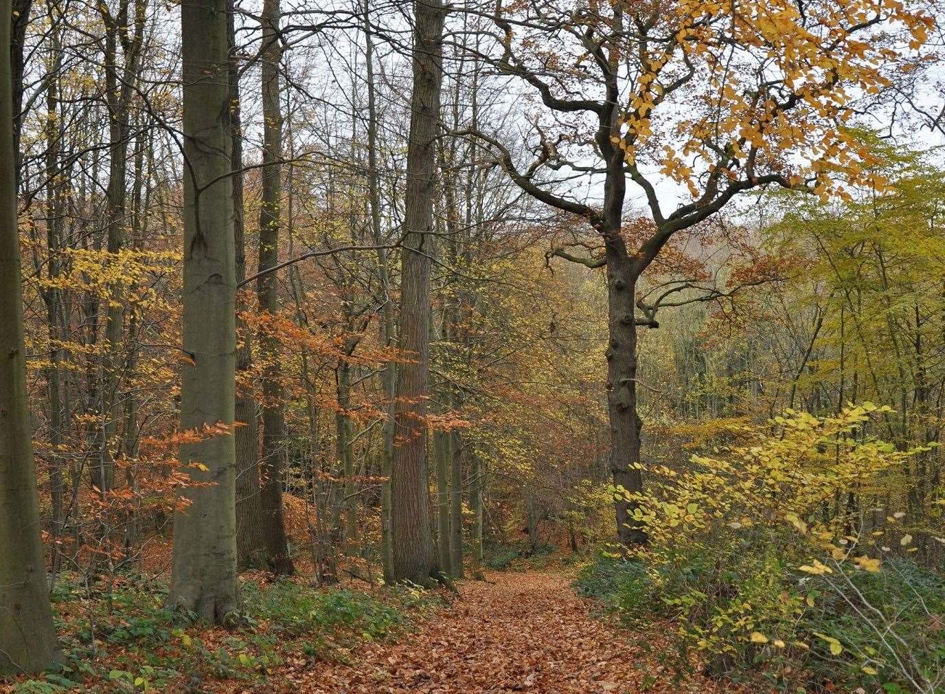 Admire the ancient trees at Lullingstone Country Park. Picture: KCC