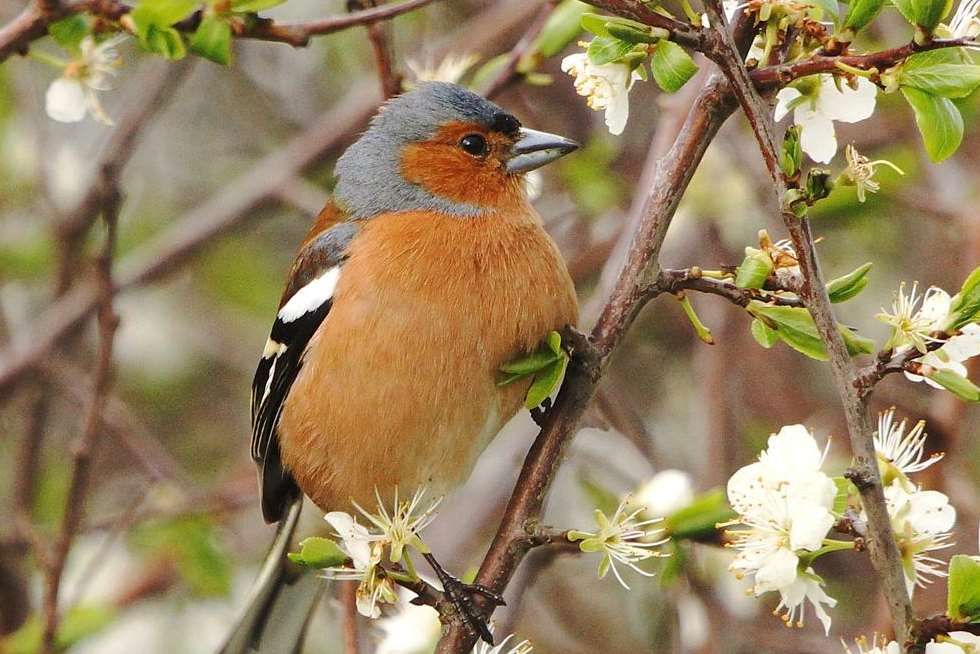 Chaffinches are being stolen from the wild. Picture: Phil Haynes
