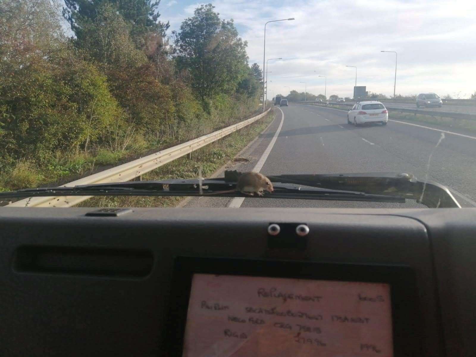 The mouse was safely recovered at the next stop. Photo: SWNS