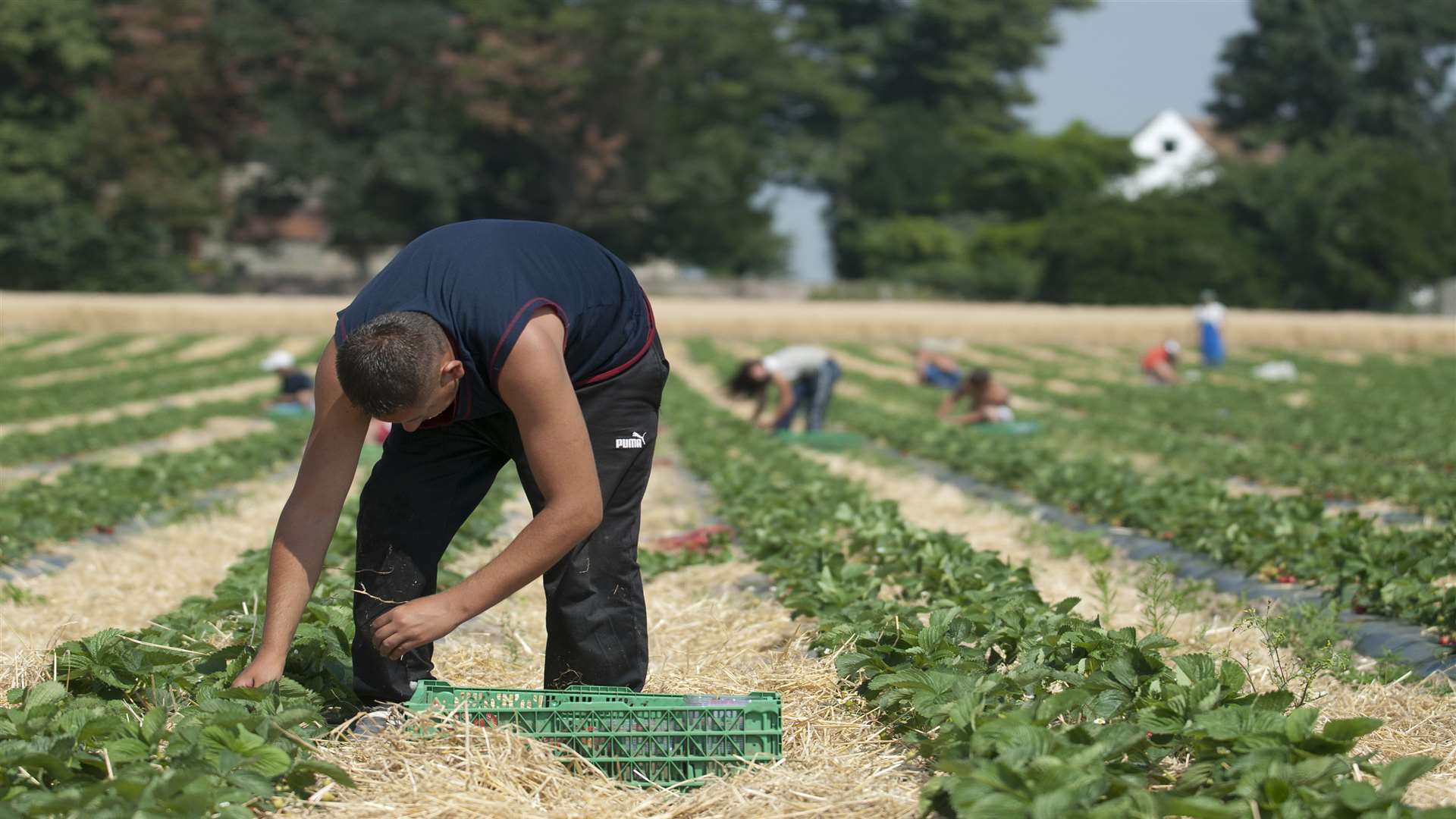 Strawberry pickers in a Kent field