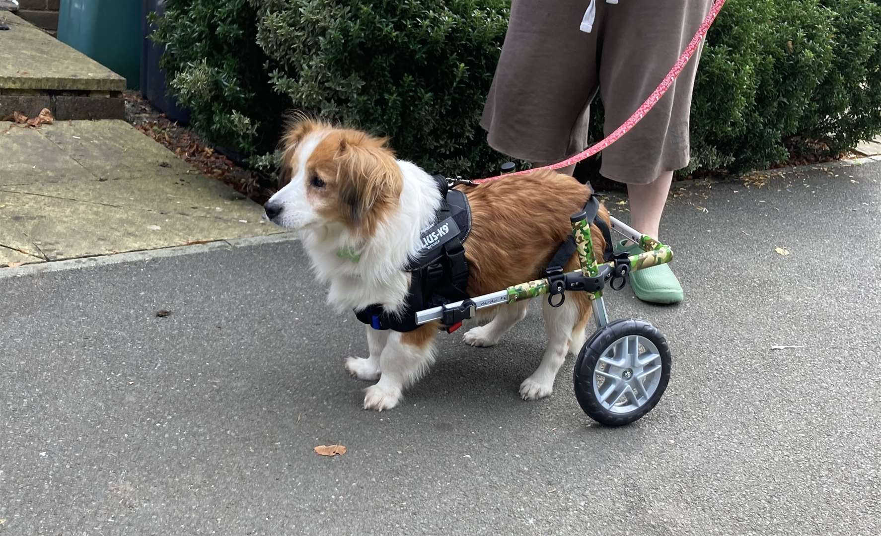 Teddy is currently on wheels to help with his walk Picture: Angela Courtis-Lee