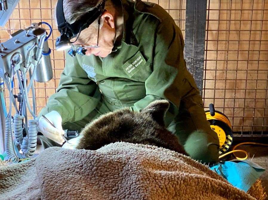 Peter Kertesz performing dental work on Fluff the brown bear at the Wildwood Trust. Picture: Wildwood Trust