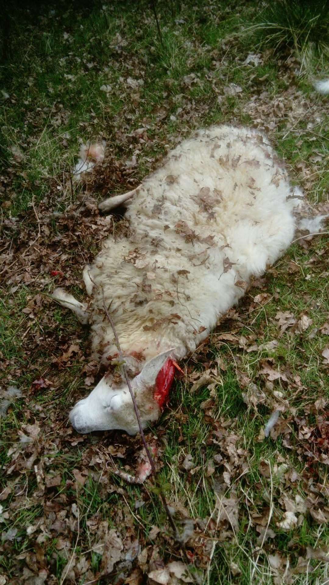 The injuties caused to a sheep by two dogs