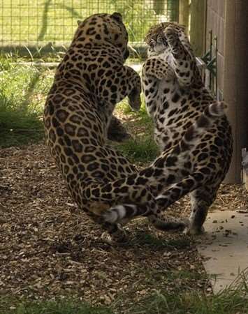 Love is in the air for Amur leopards Artur and Xizi. Picture: Mark Edgerley