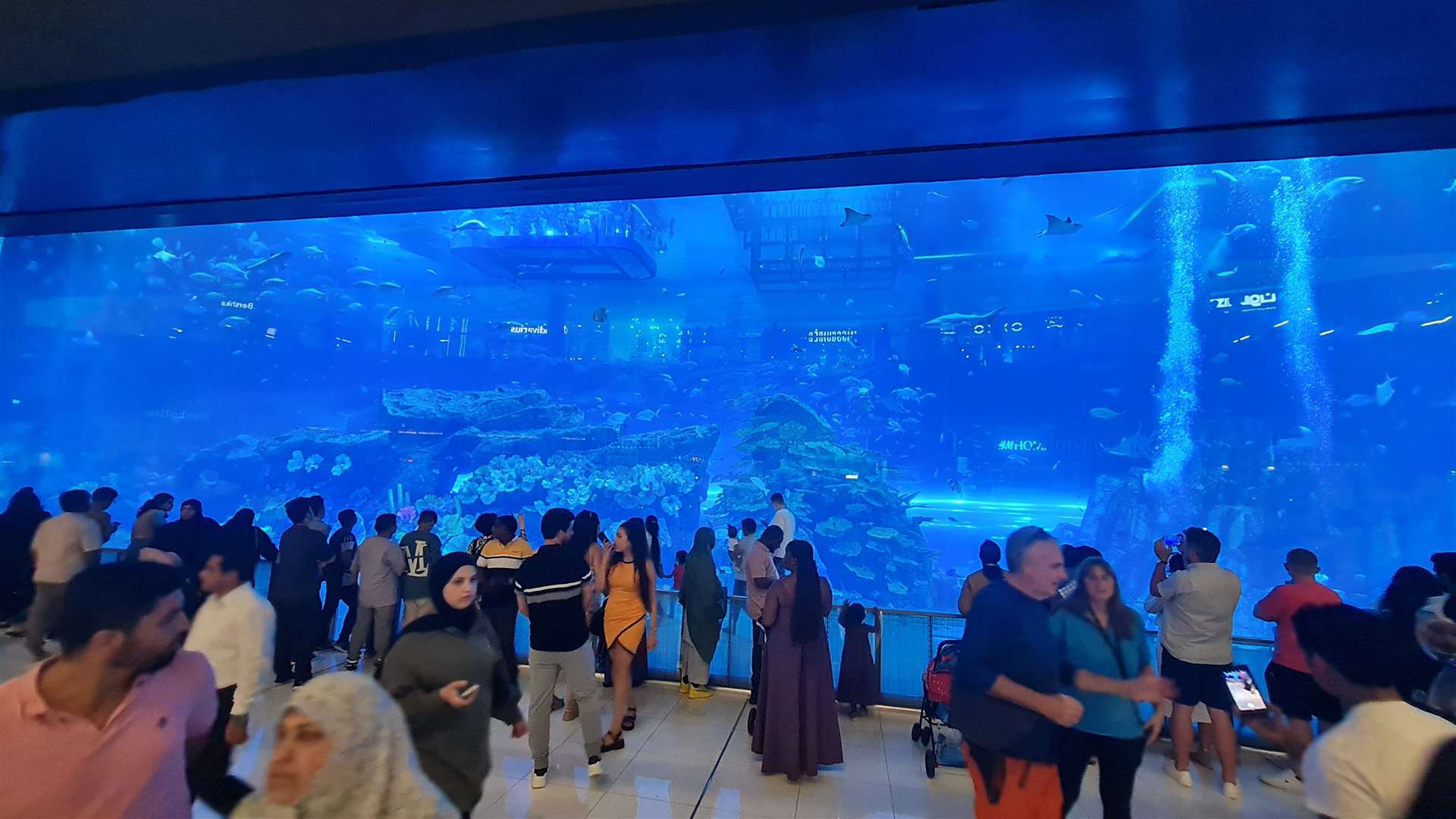 The huge aquarium in the Dubai mall