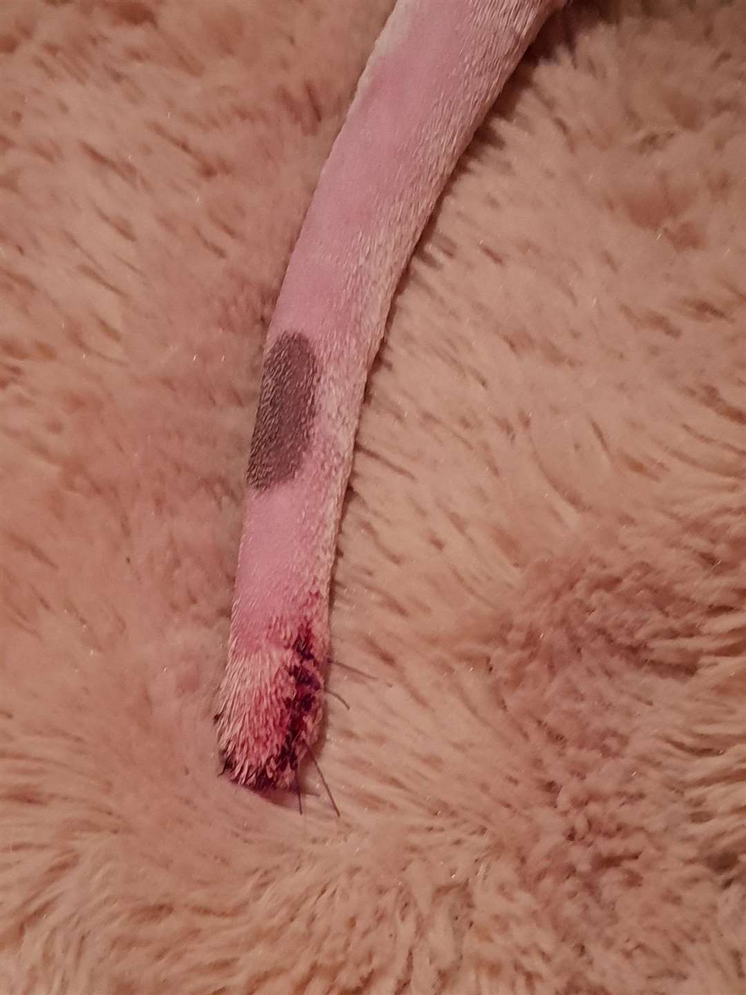 Bullseye had to have part of his tail amputated after the attack.