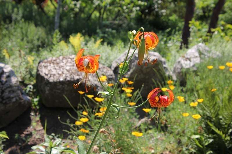 Oriental lillies in the World Garden at Lullingstone