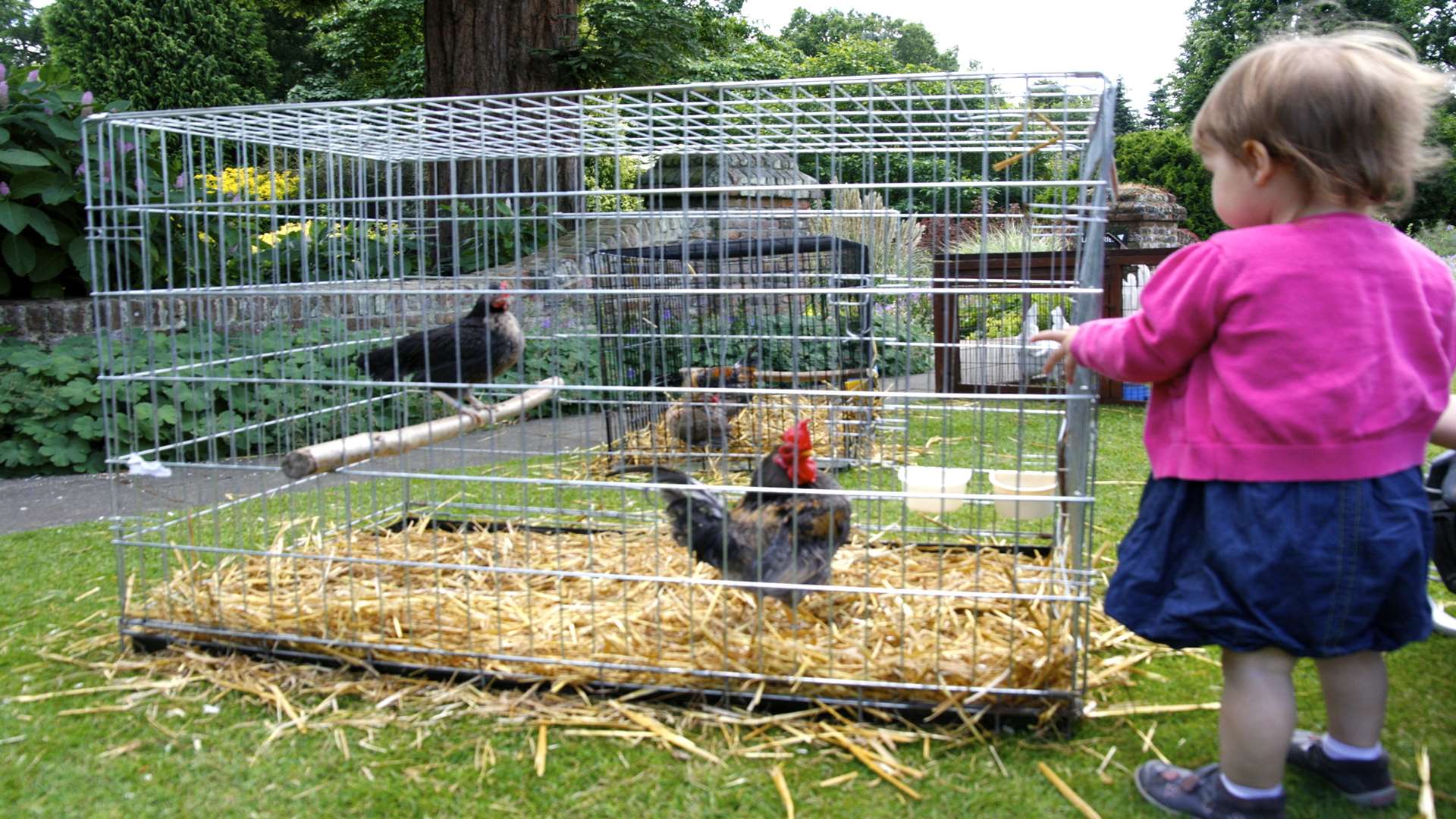 Meet the hens at Great Comp Garden, near Borough Green