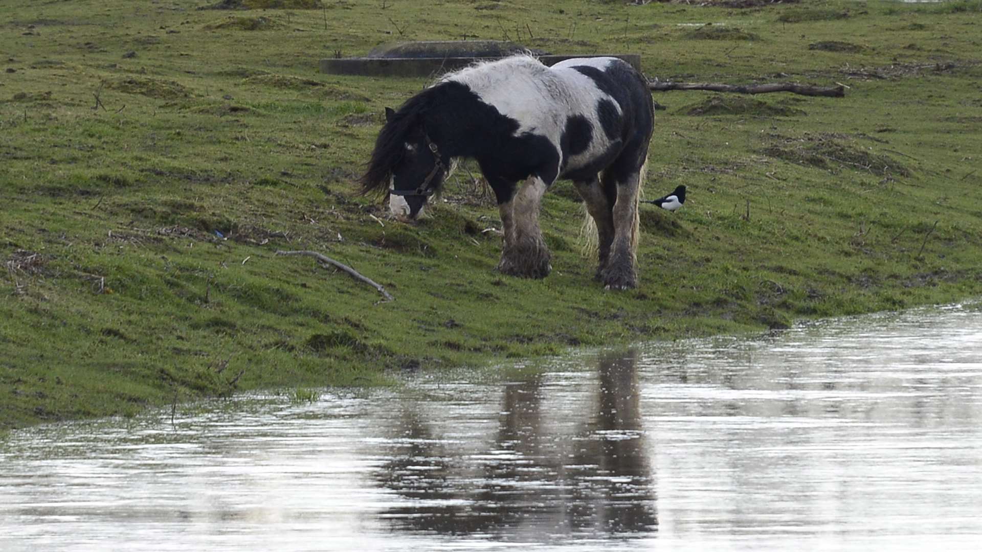 Concerns have been raised for the welfare of horses on flooded land off Norman Road