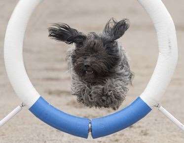 Make sure your dog has his day - at Bewl Water