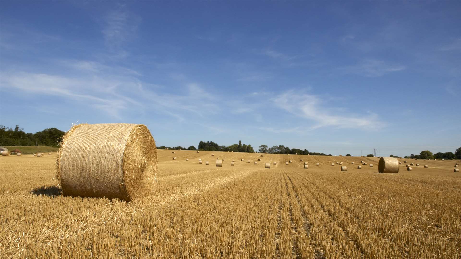 Farmers in Kent saw their gross profits squeezed by tighter margins