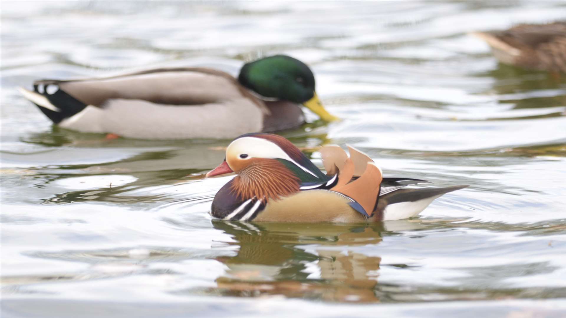 The Mandarin has made friends with run-of-the-mill mallards. Picture: Chris Davey