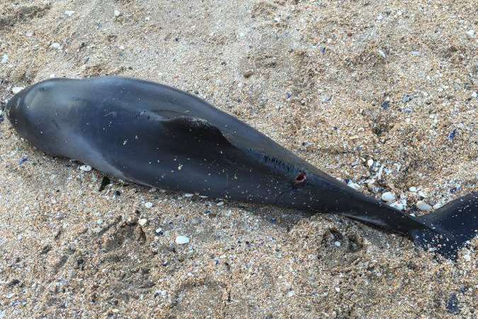 A porpoise was found washed up on the beach at Westbrook Bay