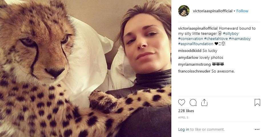 Saba pictured on Victoria Aspinall's Instagram account back when he was being raised at Howletts