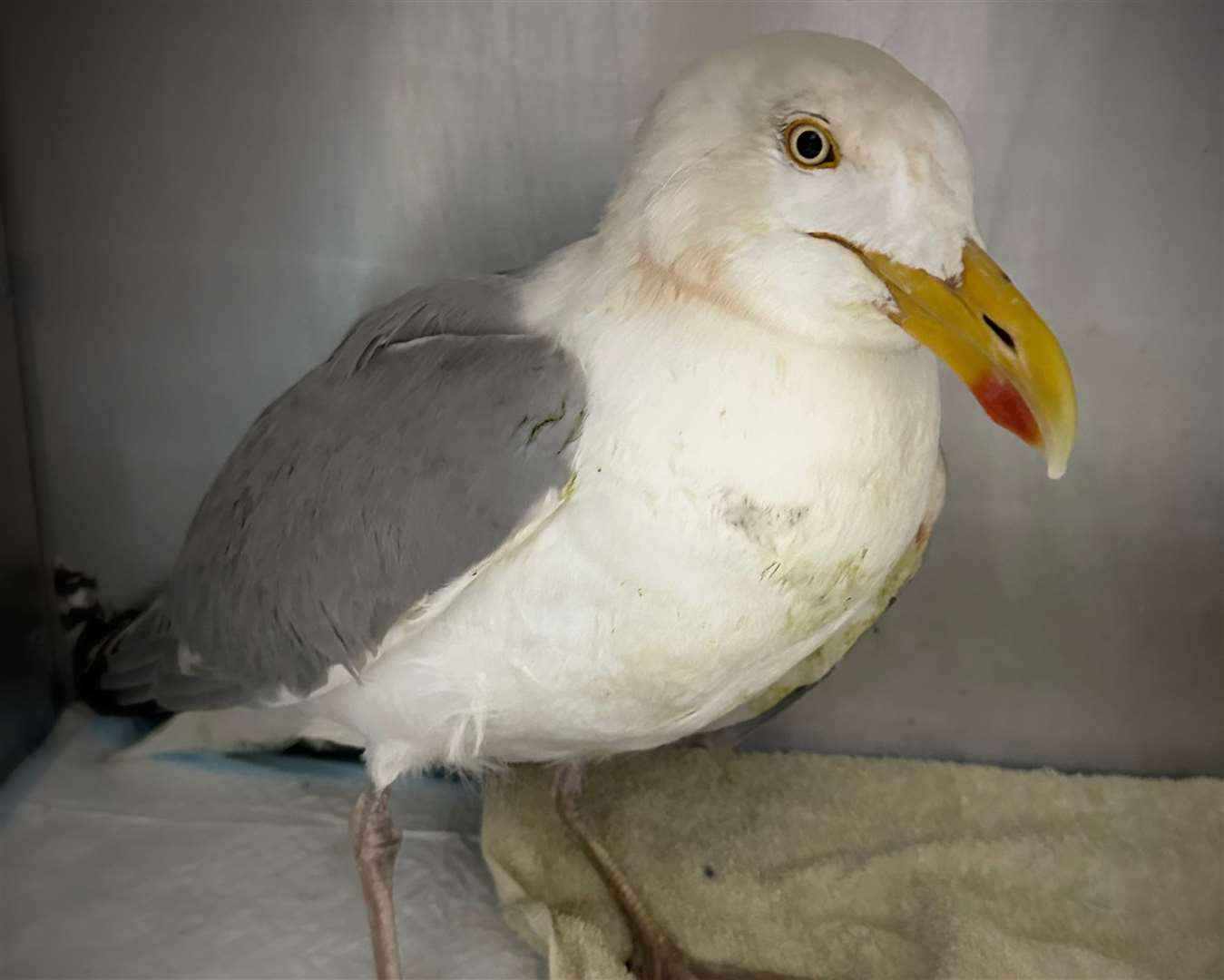 Rescuers in Faversham are doing physio with the seagull after his injury. Picture: Serena Henderson
