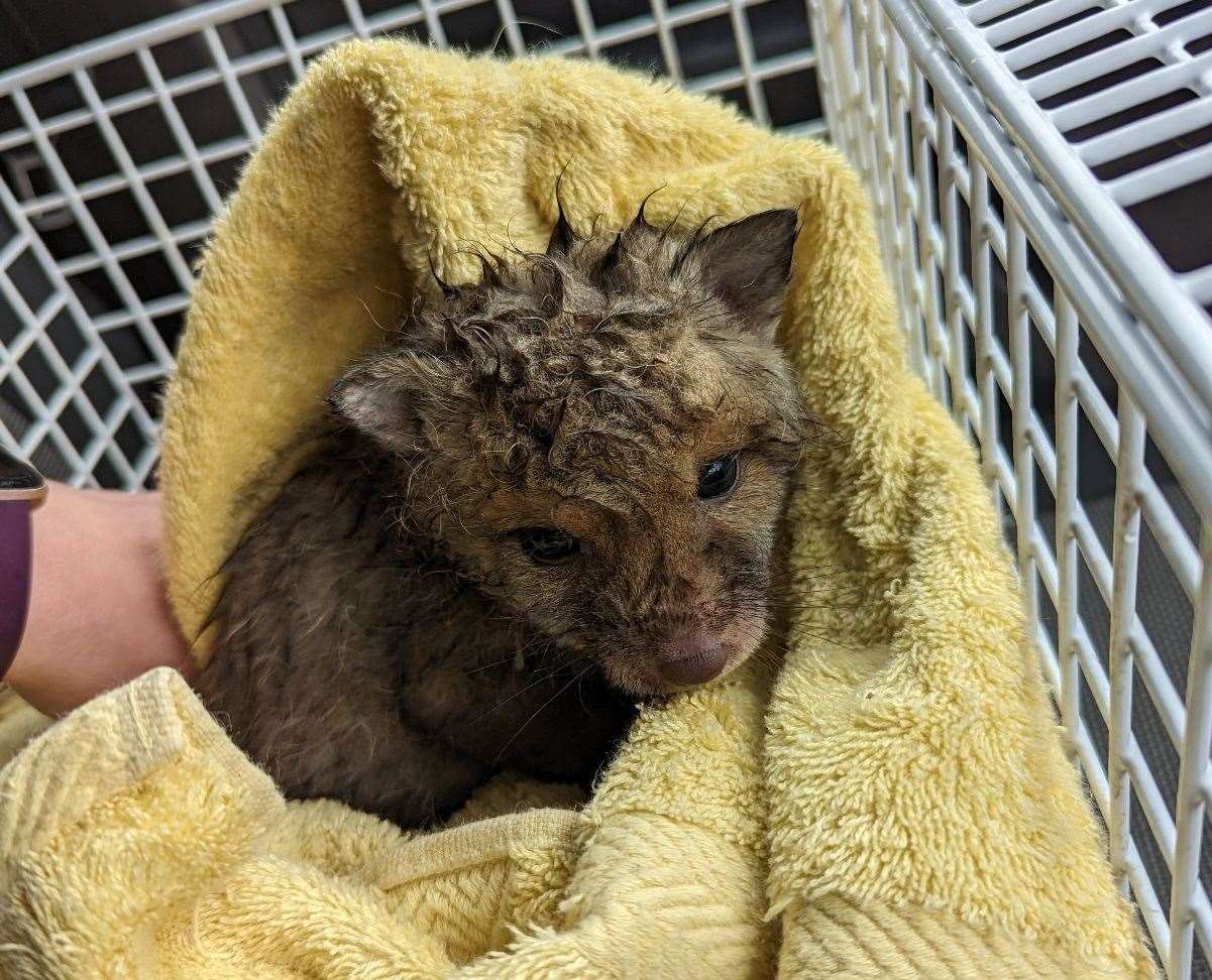 The cub is now recovering at a wildlife centre. Picture: RSPCA