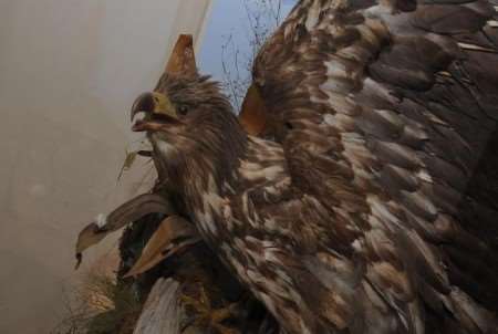 The sea eagle which has returned home to Godmersham after 138 years