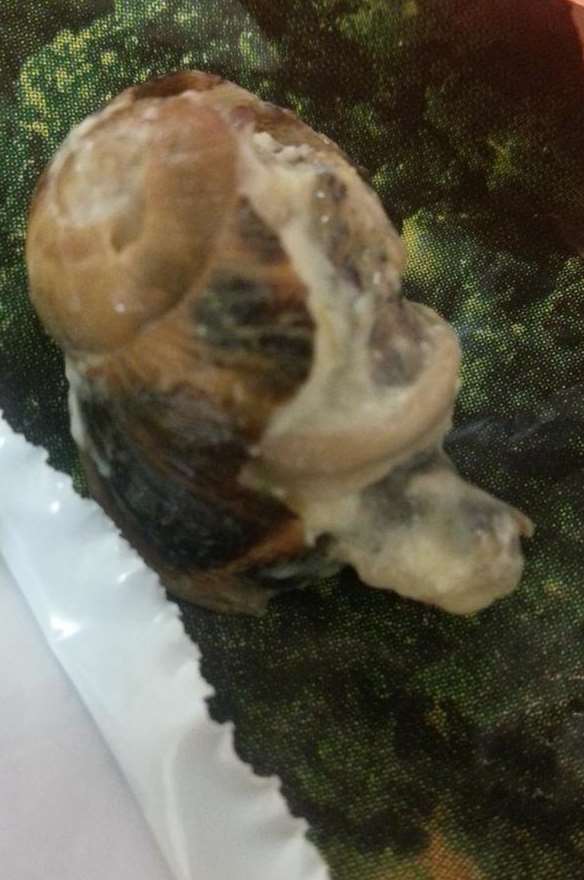 The snail Jessica Lawson found from a bag of Iceland broccoli and cauliflower