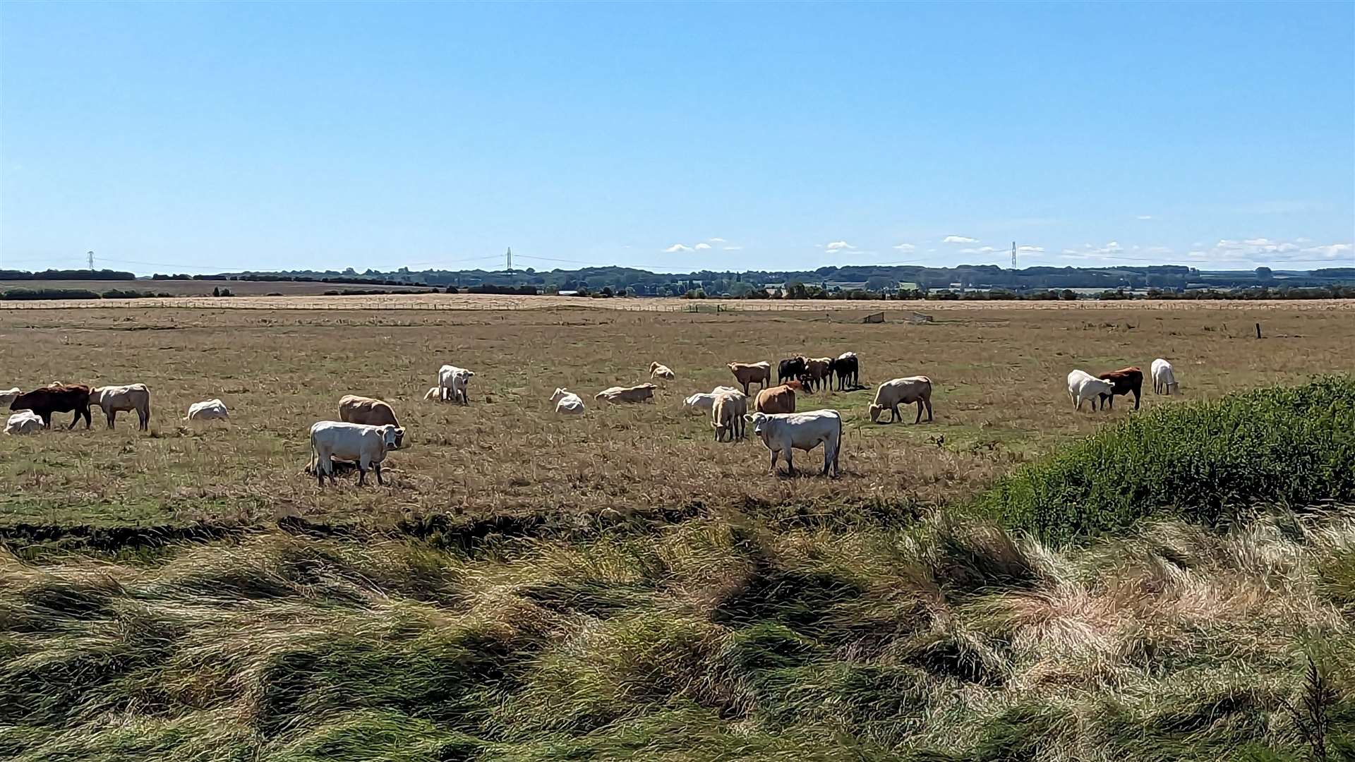 Cattle grazing on the marshes just yards from the waters of the Swale