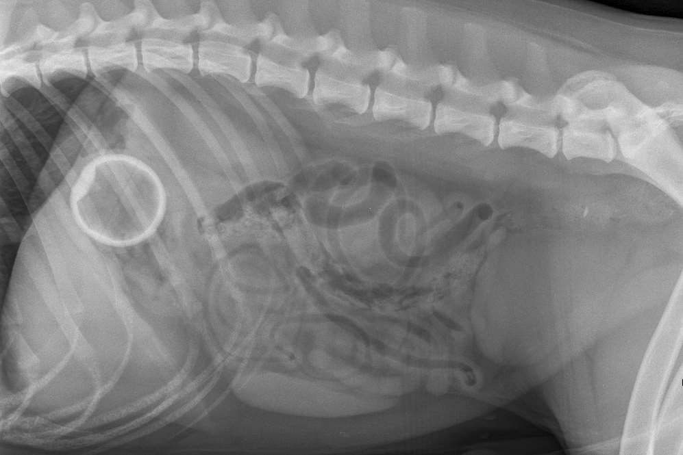 Henry's x-ray with the tennis ball lodged in his stomach