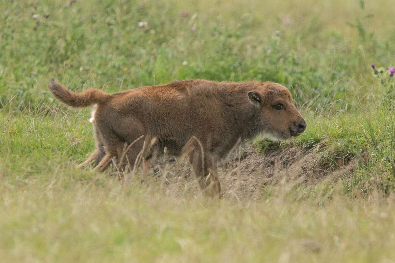 The new-born European bison at Port Lympne Reserve. Picture: David Rolfe/Aspinall Foundation.
