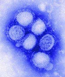 The swine flu virus