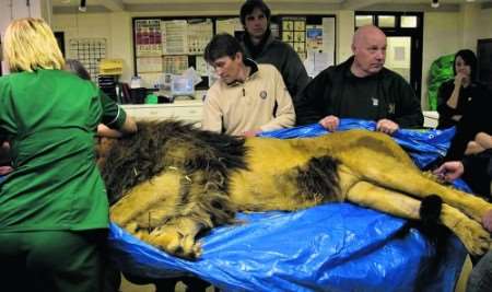 Tiny the lion undergoing surgery
