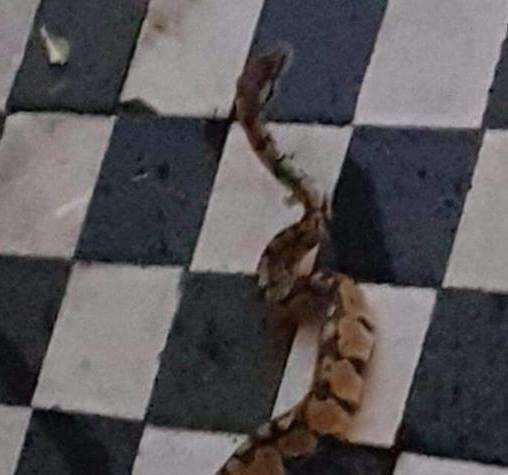 The snake was found on the doorstep of a home in Malvern Road, Gillingham