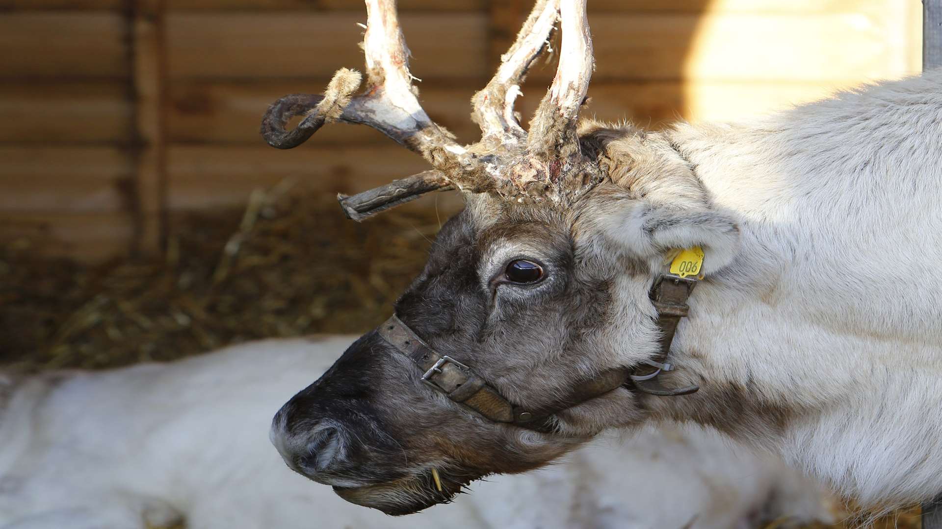 Reindeer at the Leeds Castle Christmas market in 2016.