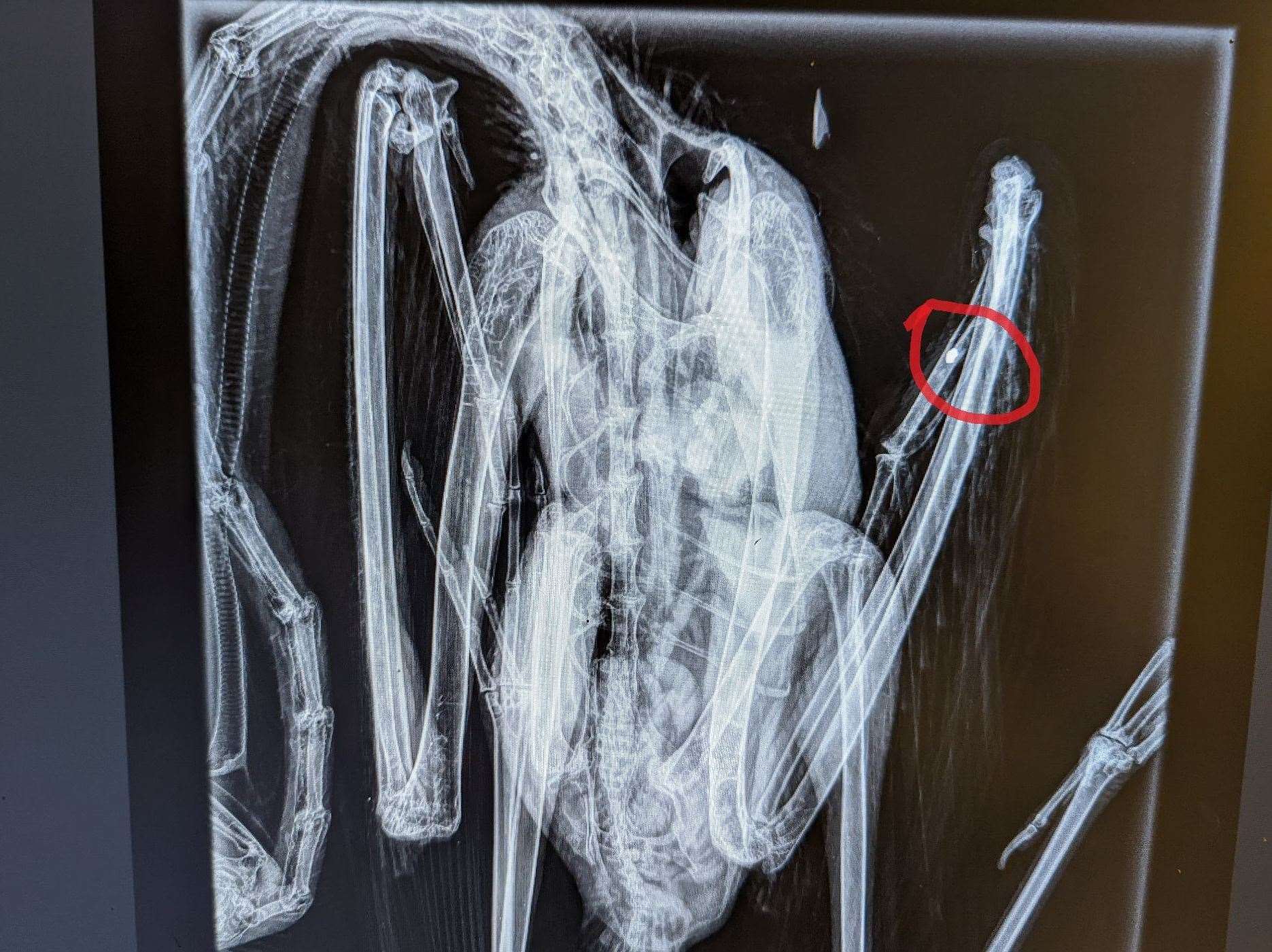 A heron shot in Orpington has died from its injuries after suffering a shattered wing. Picture: RSPCA
