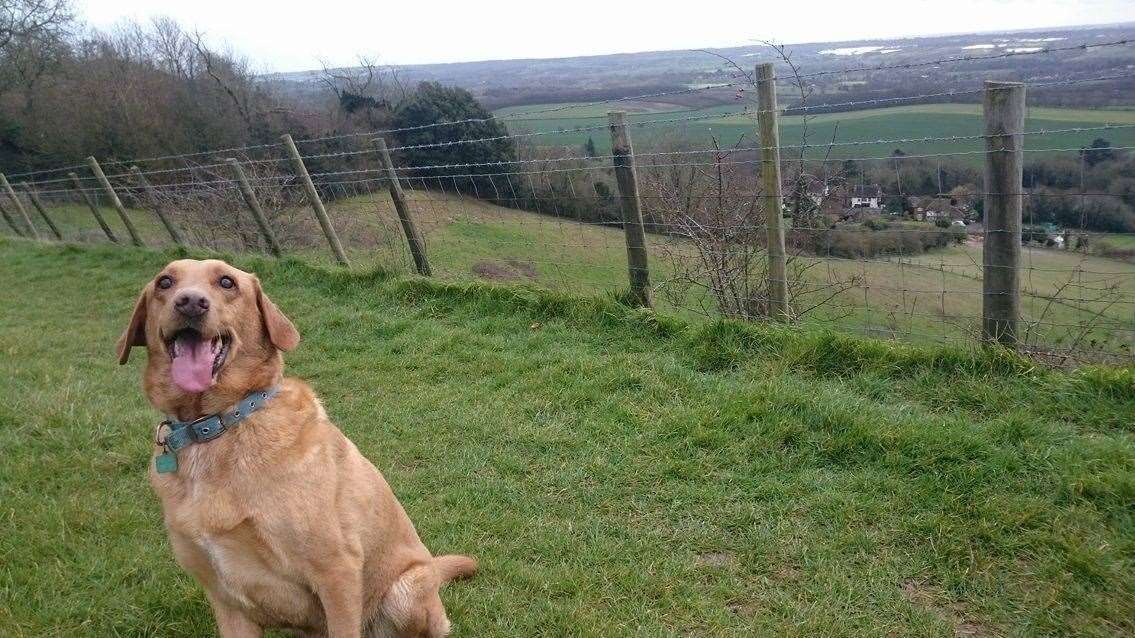 Barney the dog at White Horse Country Park in Detling