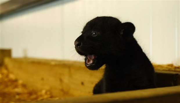 The jaguar cub 'Baby' born at the Big Cat Sanctuary near Ashford