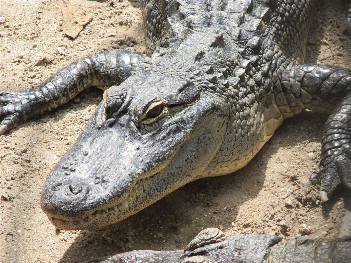 Alligators were kept in a greenhouse at the peer's coastal retreat