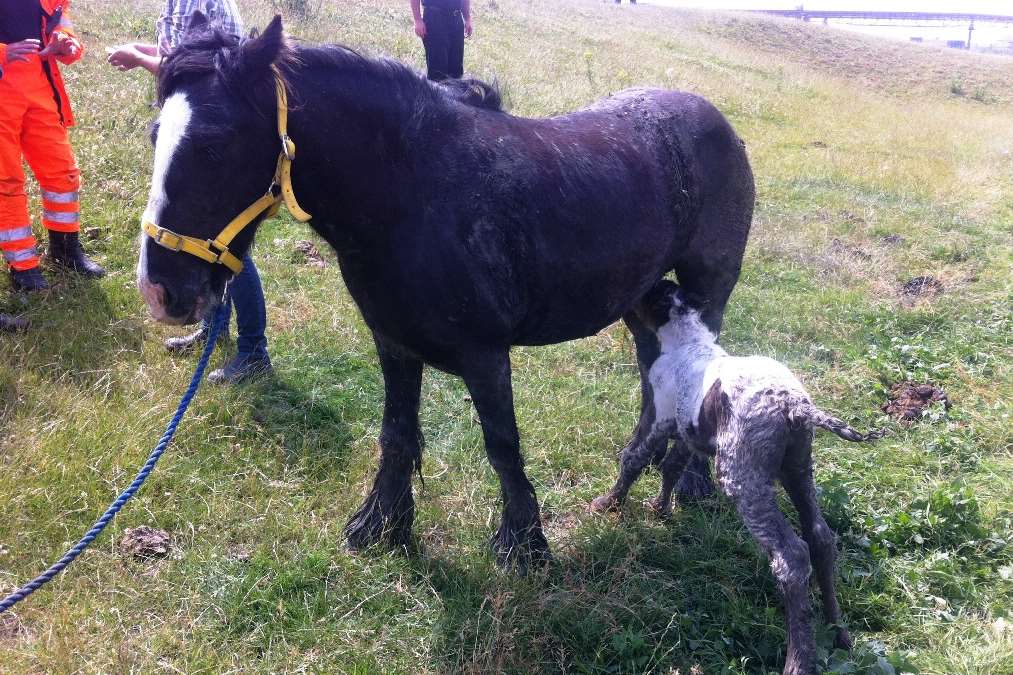 The mare reunited with her foal