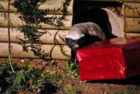 A honey badger gets stuck into a Christmas present at Howletts Wild Animal Park