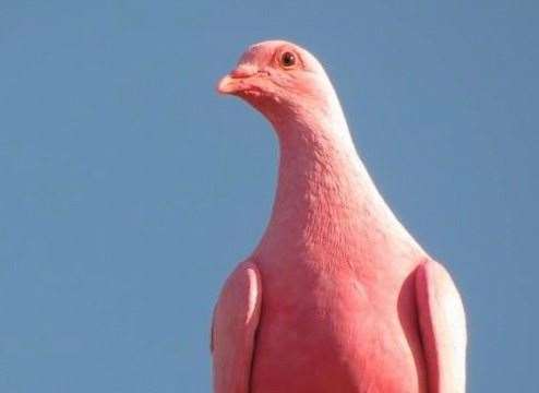 A pink pigeon was also spotted by Melinda Jaro in Canterbury on Saturday, May 20
