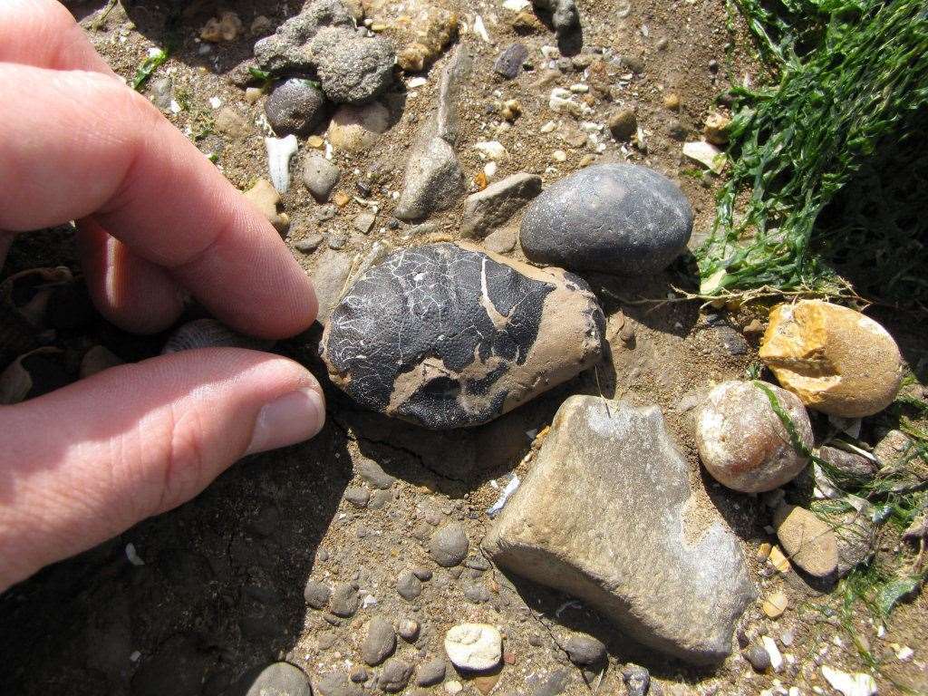 An easily overlooked fossil imprint of a crab Picture: Discovering Fossils