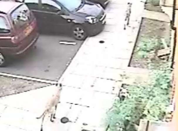 Two of the dogs can be seen passing in front of a CCTV camera