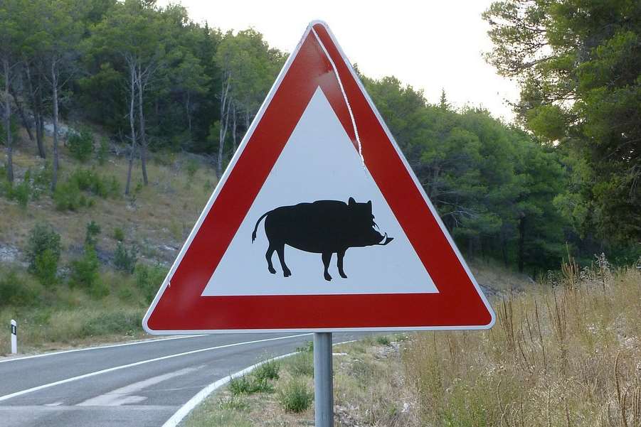 A wild boar road sign