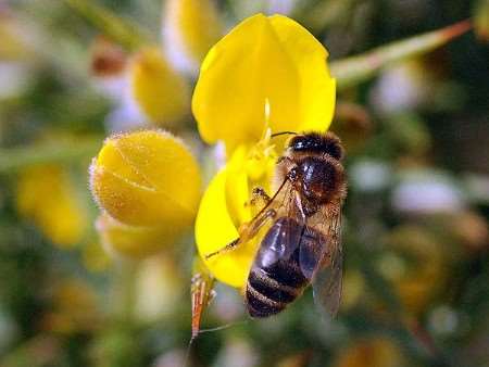 British bees are under serious threat. Picture Peter Gay