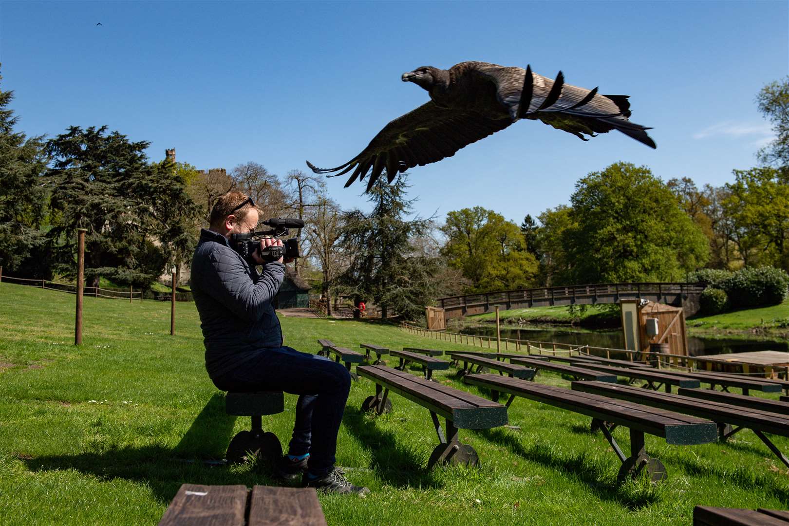 An Andean condor flies over a video journalist at Warwick Castle (Jacob King/PA)
