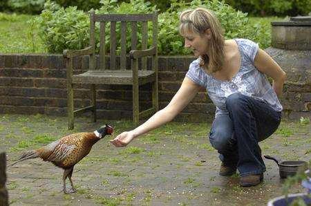 Tina Thwaite feeding Phil the pheasant in her garden