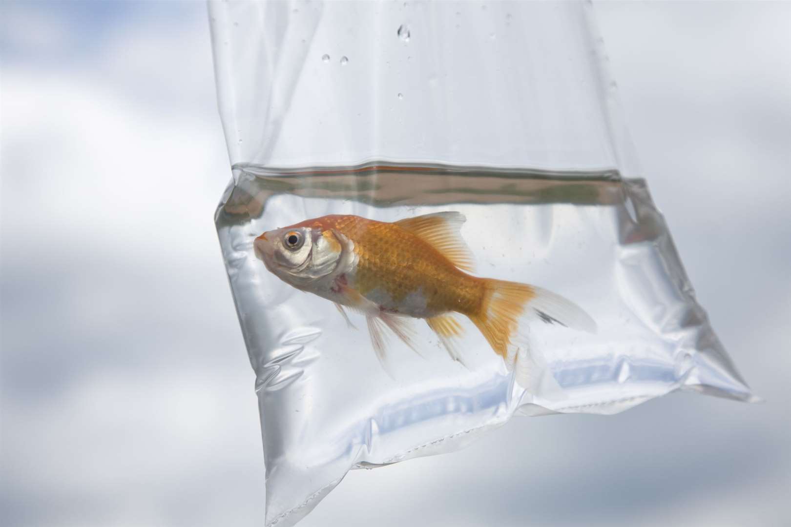 Giving away goldfish in a bag is not illegal in England or Wales
