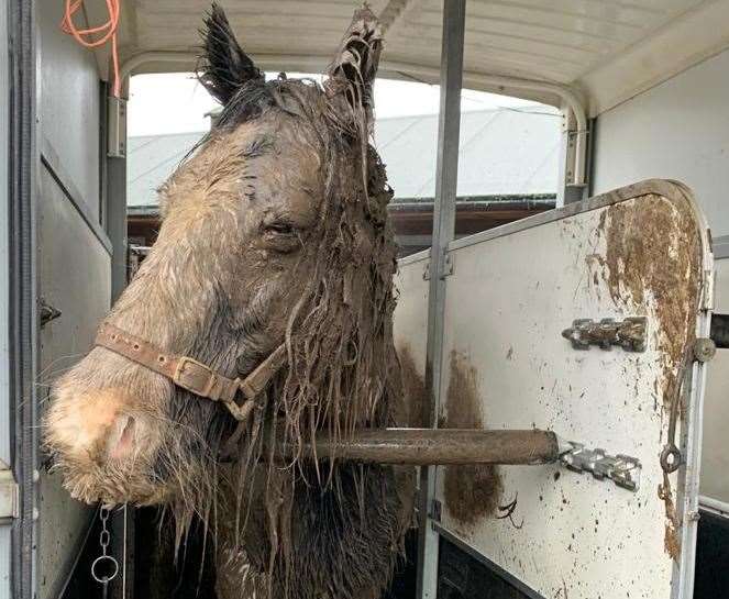 The horse had severe muscle damage