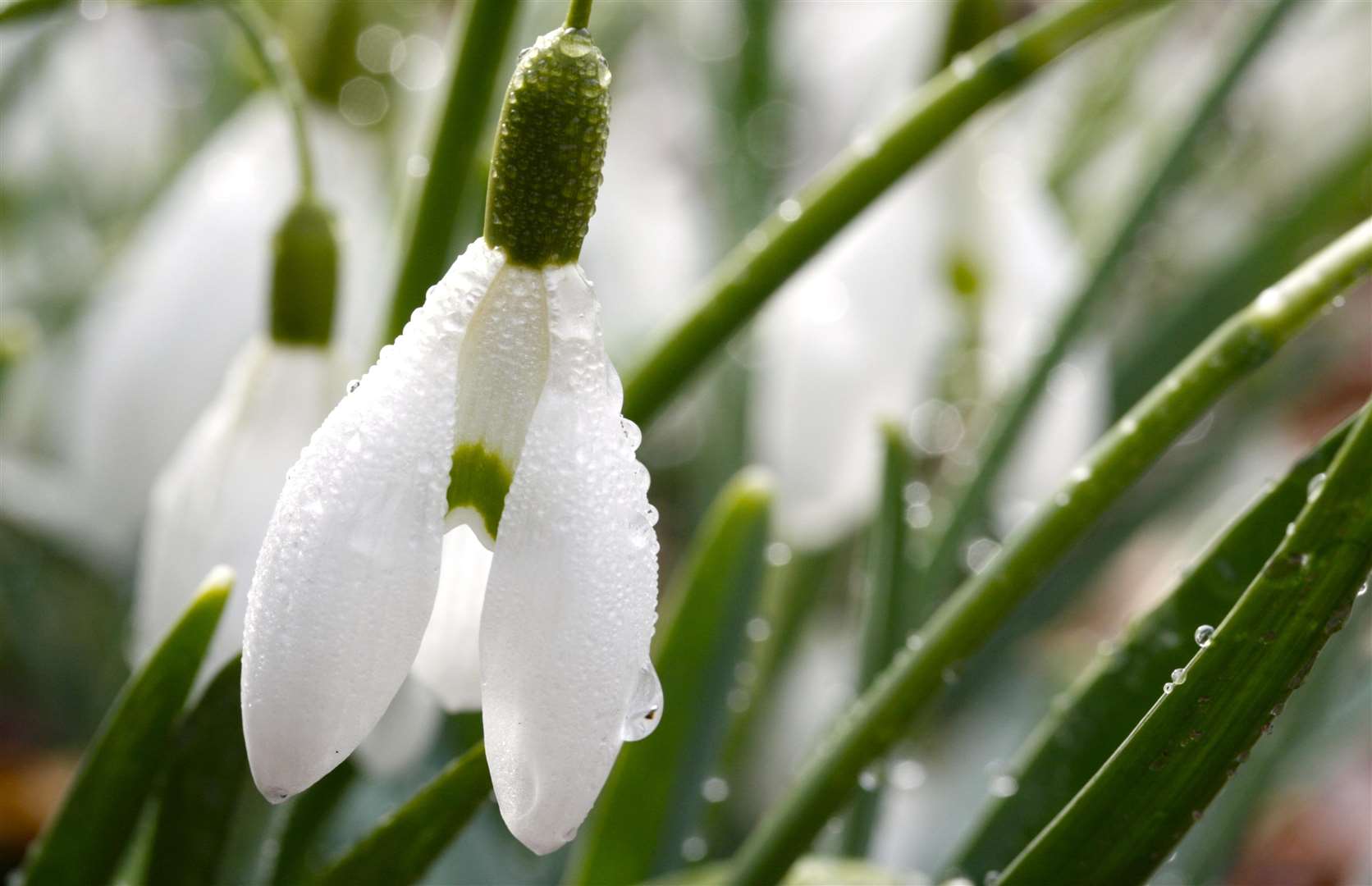 Snowdrops will be sensational at Great Comp Garden