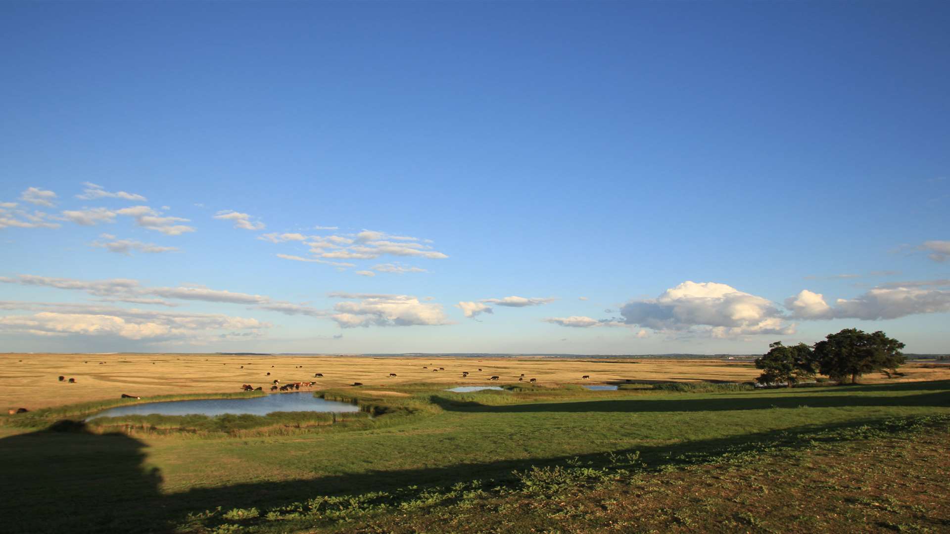 A great place to visit this spring, Elmley reserve on Sheppey