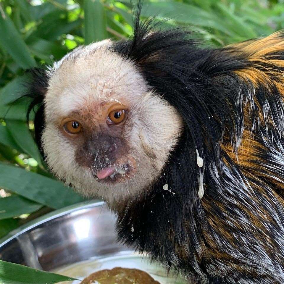A Geoffroys Marmoset at the Fenn Bell Conservation Project in St Mary Hoo. Picture: The Fenn Bell Conservation Project