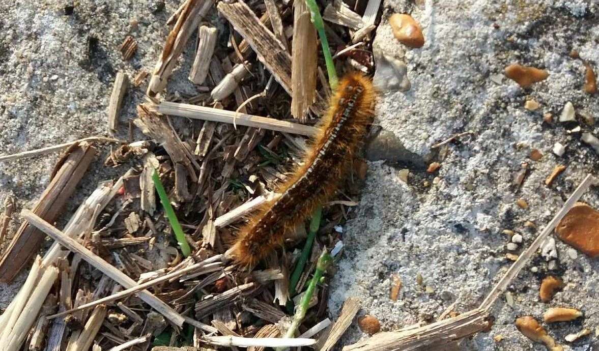 A caterpillar along the sea wall in Queenborough. Picture: Aaron King