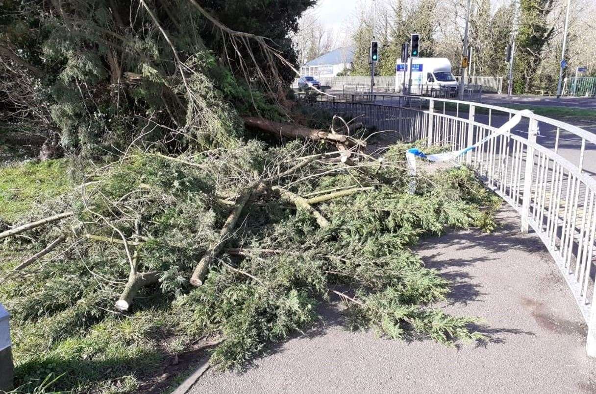 A tree fell onto a path in Mace Lane. Picture: Andy Clark